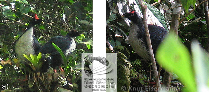 juveniles of Horned Guan Oreophasis derbianus