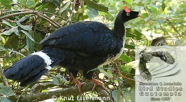 Horned Guan Oreophasis derbianus