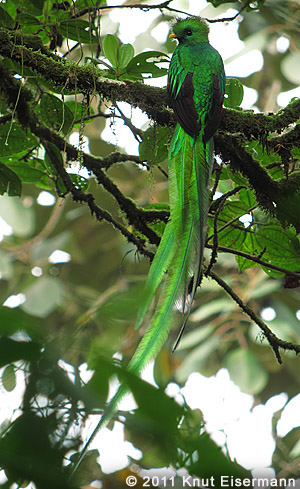 Quetzal