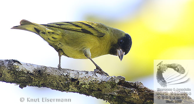 Black-capped Siskin