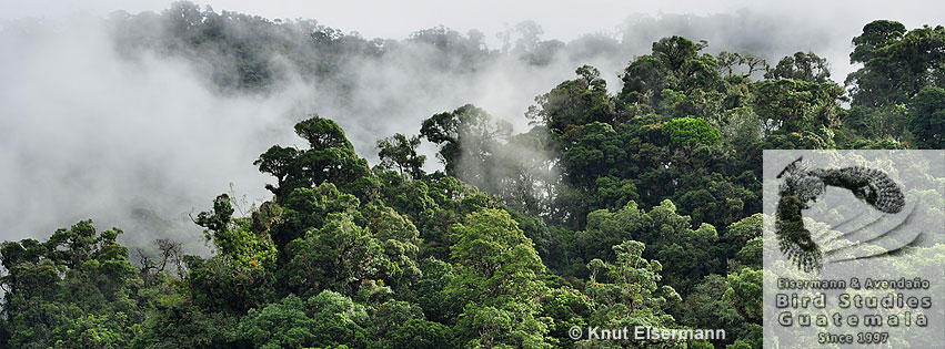 bosque nuboso