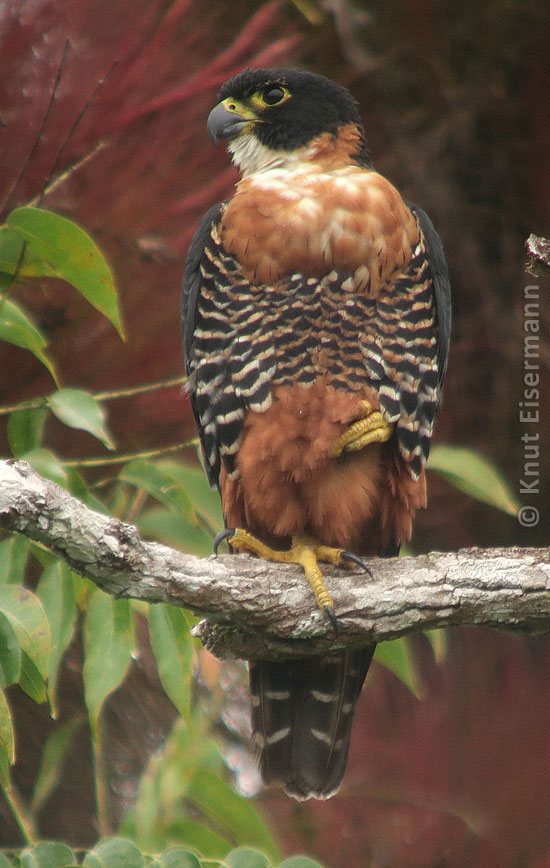 Falco deiroleucus