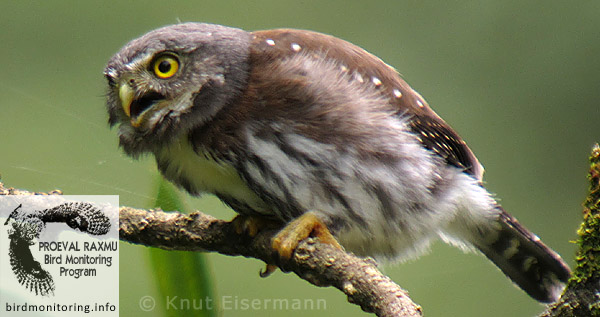 Tecolotito Guatemalteco Glaucidium cobanense