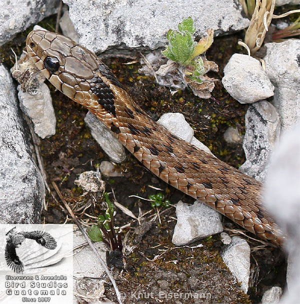 Thamnophis fulvus