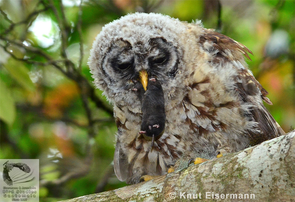 juvenil de Strix fulvescens con presa