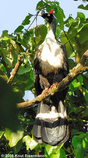 Horned Guan Oreophasis derbianus