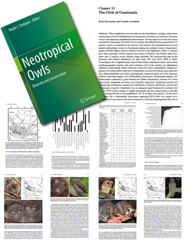 Owl diversity in Guatemala