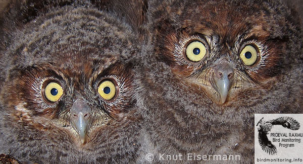 Bearded Screech-Owl