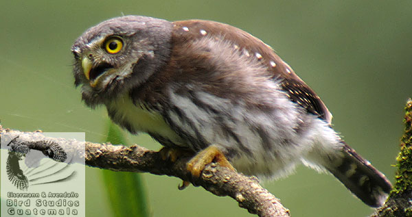 Guatemalan Pygmy Owl Glaucidium cobanense
