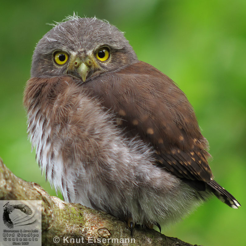 juvenile Guatemalan Pygmy-Owl