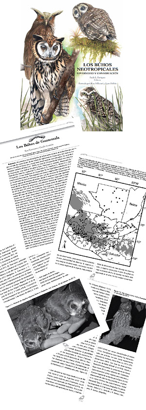 Owl diversity in Guatemala