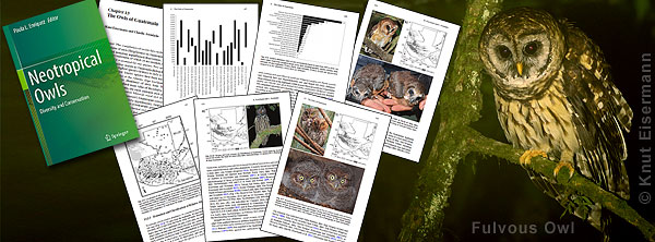 Owls of Guatemala 2017