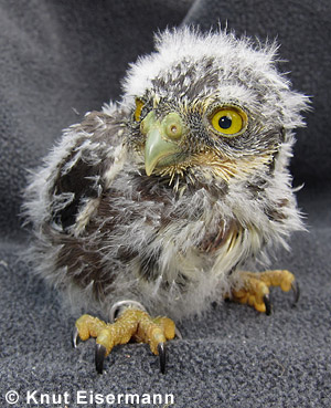 Guatemalan Pygmy-Owl Glaucidium cobanense