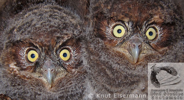 Bearded Screech-Owl