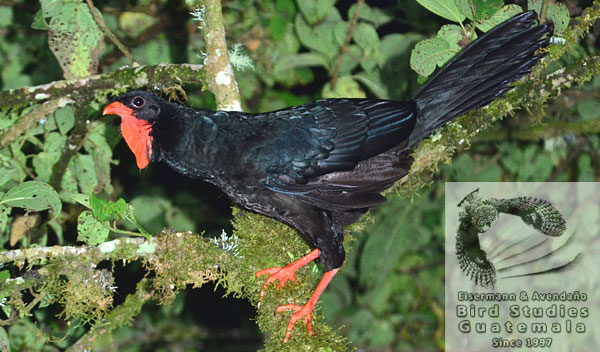 Highland Guan Penelopina nigra