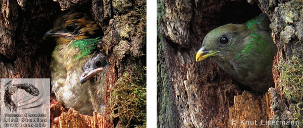 Resplendent Quetzal Pharomachrus mocinno