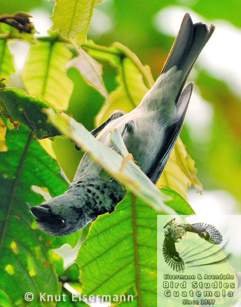 Azure-rumped Tanager