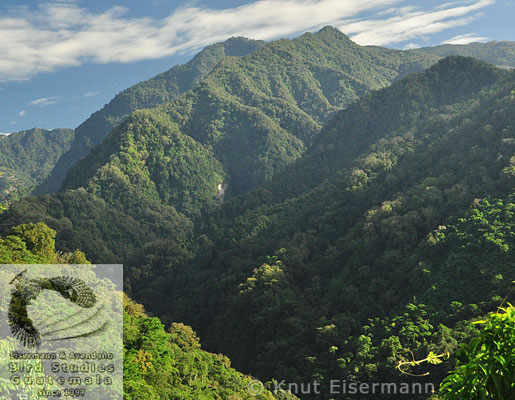 Habitat of Azure-rumped Tanager