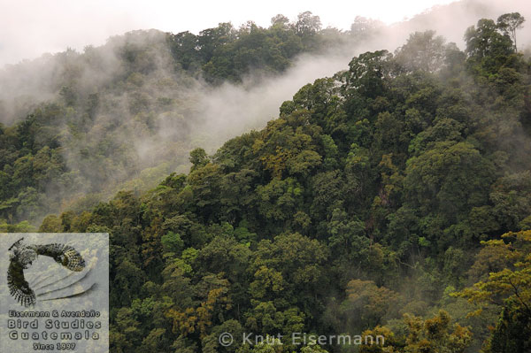 Habitat of Azure-rumped Tanager