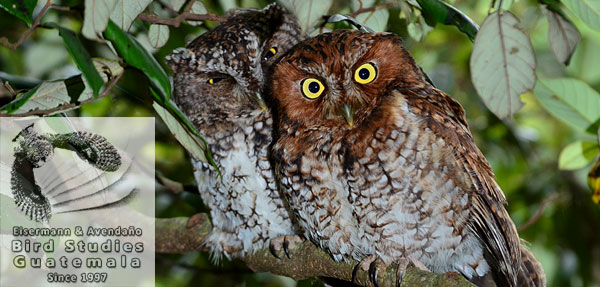 Bearded Screech-Owl, vulnerable