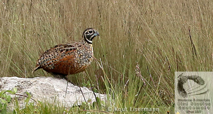Ocellated Quail, vulnerable