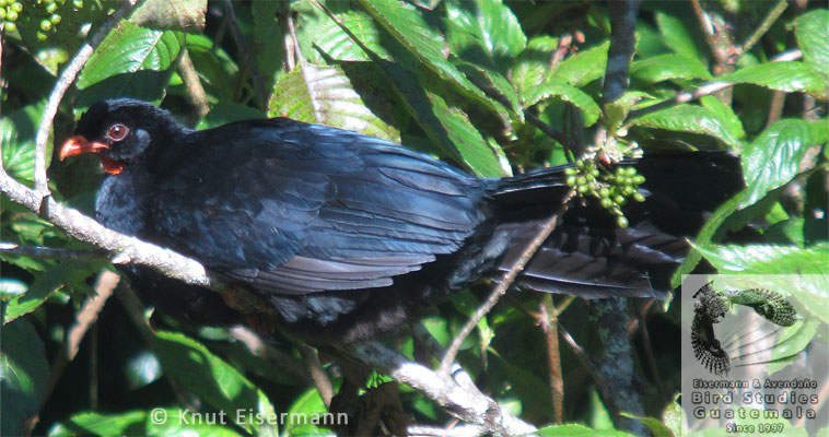 Highland Guan, vulnerable