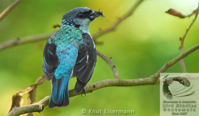 Azure-rumped Tanager, Endangered